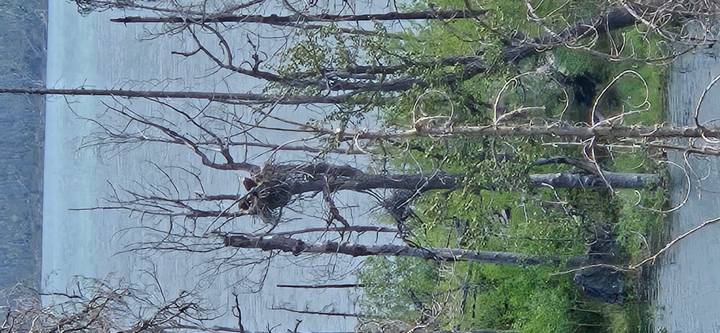 Distant bear perched high in a tree trunk near lake edge on gloomy day.
