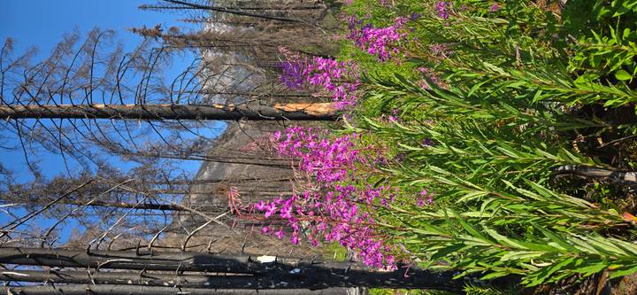Bright pink wildflowers bloom amid charred trunks in a regenerating mountain forest under clear skies.