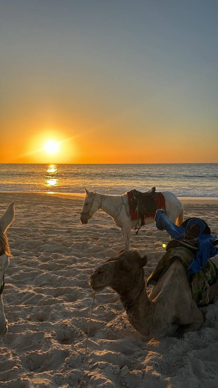 Golden sunset over a quiet beach where a saddled white horse stands on the sand near the gentle surf