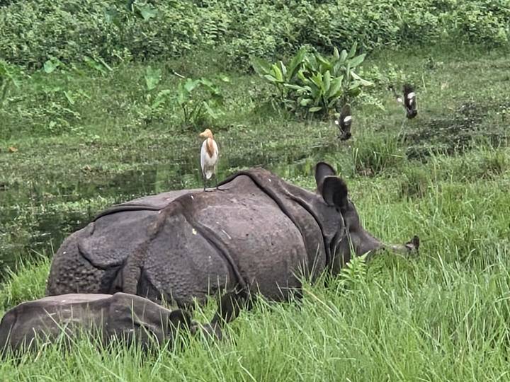 One-horned rhinoceros resting in grassy wetland with egret on its back.