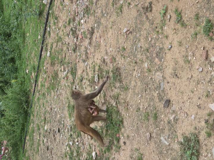 Monkey carrying infant walking across earthy ground in natural setting.