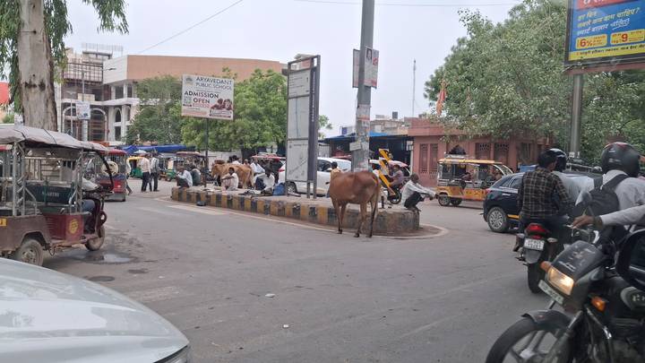 Bustling Indian city intersection with tuk-tuks, motorbikes and cows resting on a concrete median.