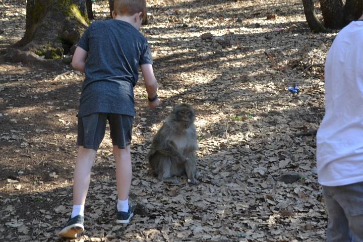 Child bends to offer food to a wild macaque sitting among dry leaves in a forest.