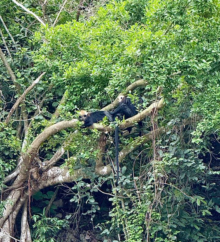 Two rare monkeys lounge on a thick tree branch in dense green foliage.