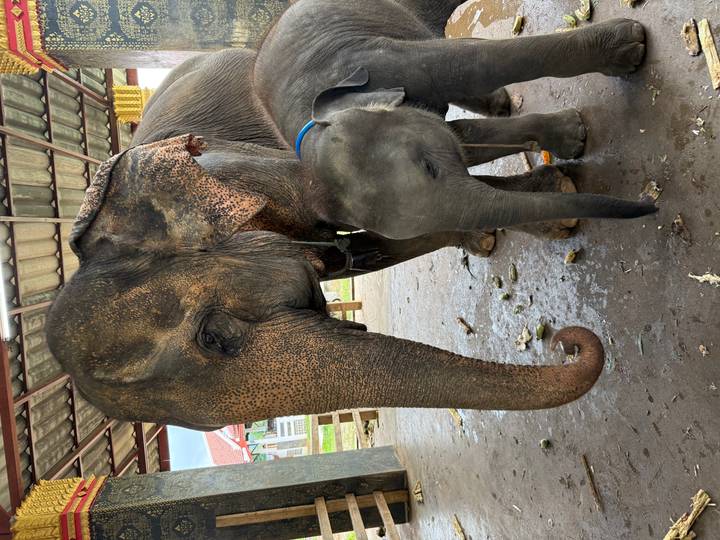 Adult elephant and playful calf stand under a shelter on a farm floor scattered with food.