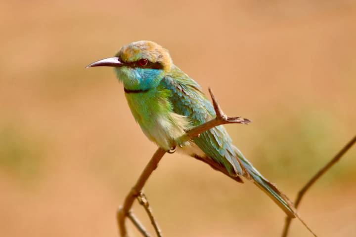 Colorful bee-eater bird perched on a branch looking sideways.