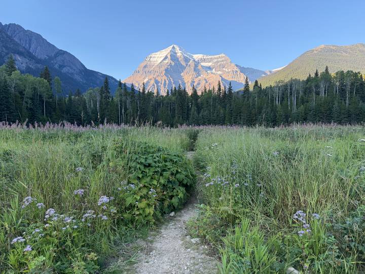 Wildflower meadow and forest with towering snow-capped peak under clear sky.
