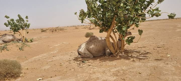 Camel resting in the shade of a lone desert shrub amid sandy terrain.