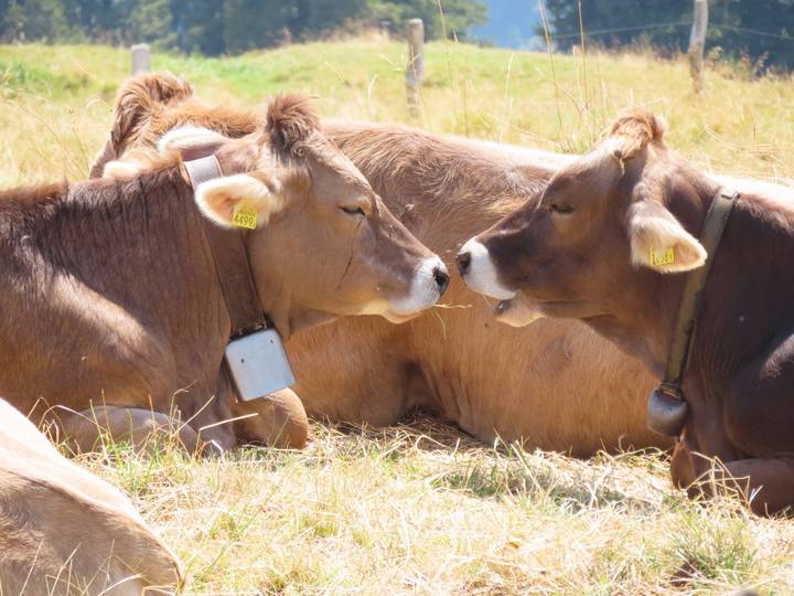 Close-up of two brown alpine cows resting face-to-face in a meadow.