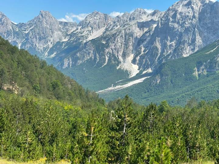 Mountain vista with pine forest foreground and dramatic limestone cliffs beyond.