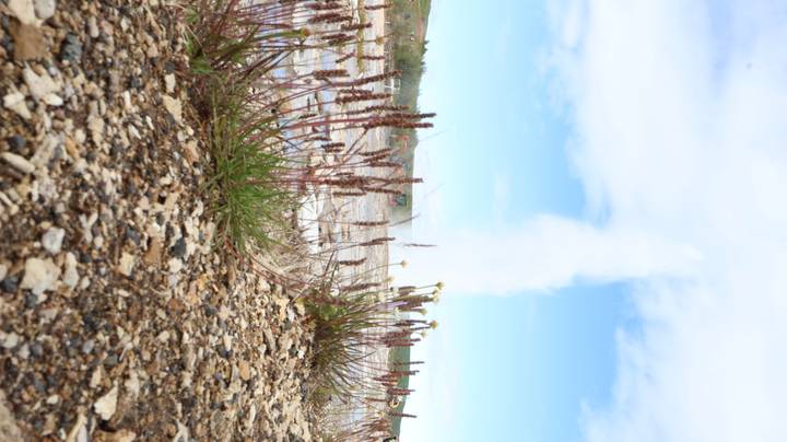 Vertical shot of erupting Strokkur geyser with foreground plants and blue sky.