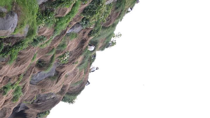 Portrait-oriented image of puffins perched on grassy cliffside against white sky.