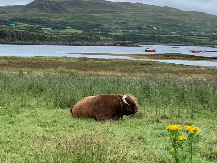 A shaggy Highland cow rests in a grassy meadow beside a tranquil sea inlet with fishing boats beyond.