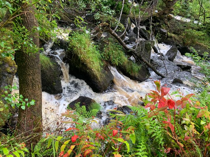 Foamy white water cascades over dark rocks amid lush green ferns and autumn foliage in a forest.