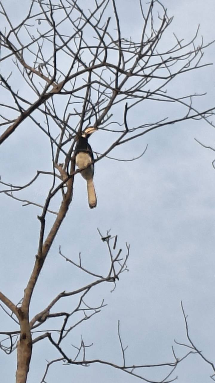Distant bird perched high on bare branches against the sky
