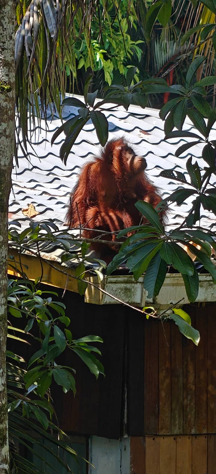 Orangutan sitting on a rooftop amid leafy branches