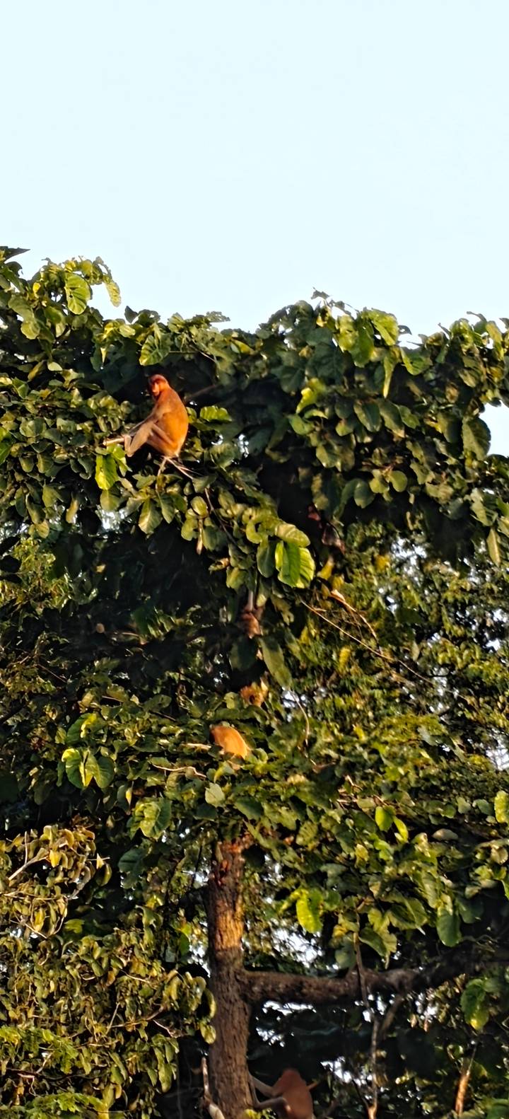 Monkey high in dense foliage at dusk