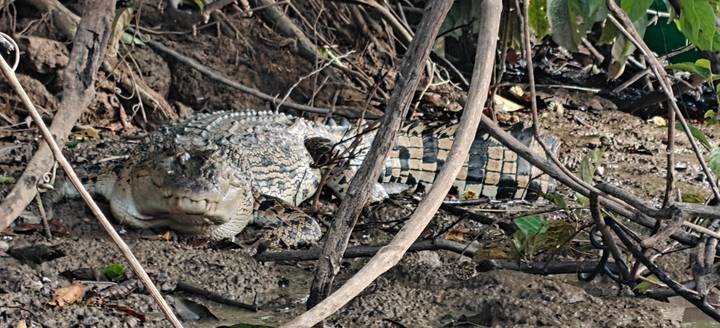Large crocodile resting on muddy riverbank among branches