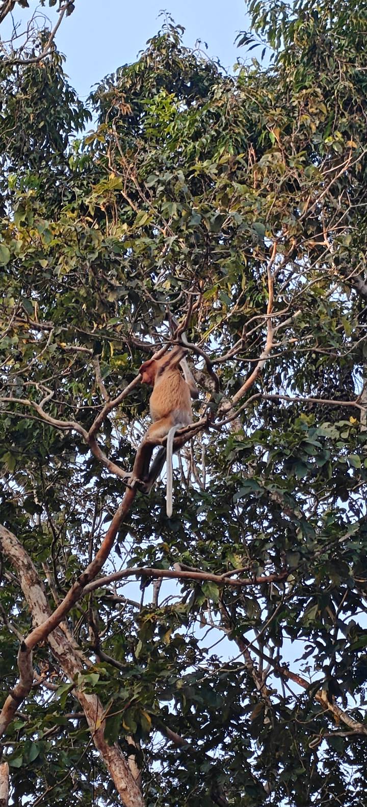 Proboscis monkey lounging on tree branches in dense canopy