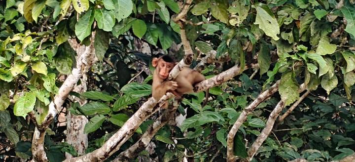 Baby macaque lying on branch amidst leafy jungle