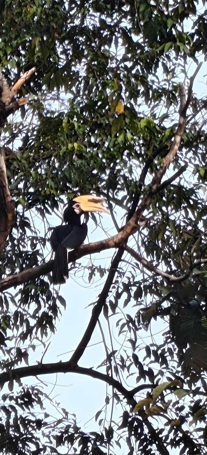 Great hornbill perched on tree branch with impressive yellow bill