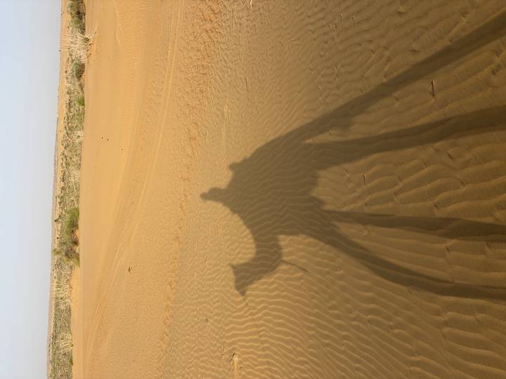 Long shadow of a camel and rider cast across rolling sand dunes in a desert landscape