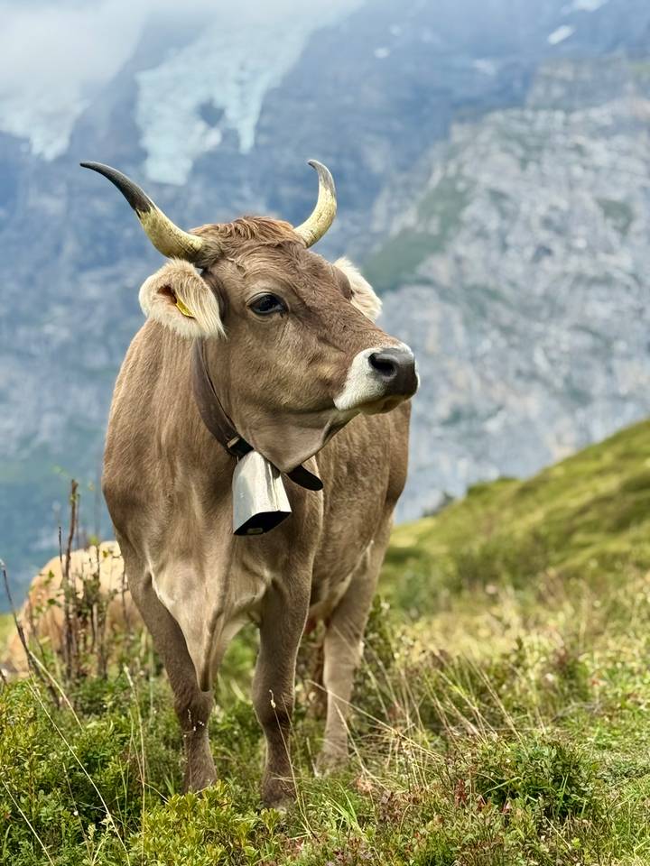 Close-up of alpine brown cow with bell against rugged mountain backdrop.