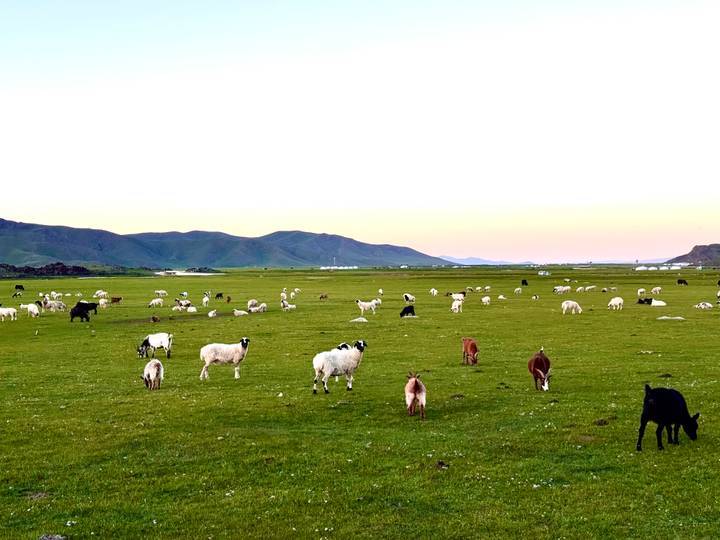 Vast green steppe dotted with grazing sheep and goats under pastel twilight sky.