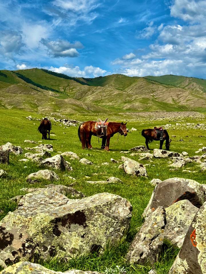 Saddled horses grazing among rocks on lush green highland plain with rolling hills.