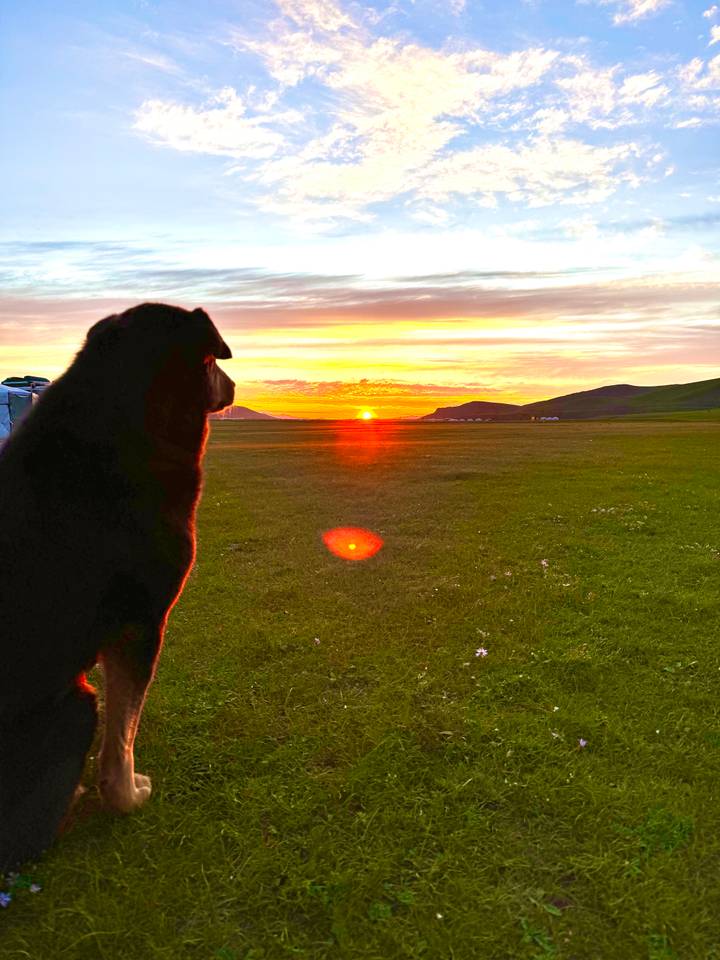 Silhouette of dog watching vibrant orange sunset over wide Mongolian grassland.