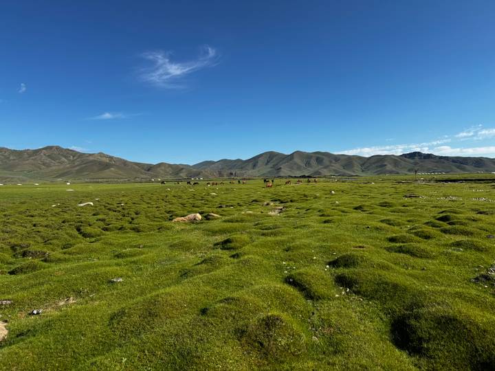 Expansive green steppe with textured moss hummocks beneath deep blue sky and distant hills.