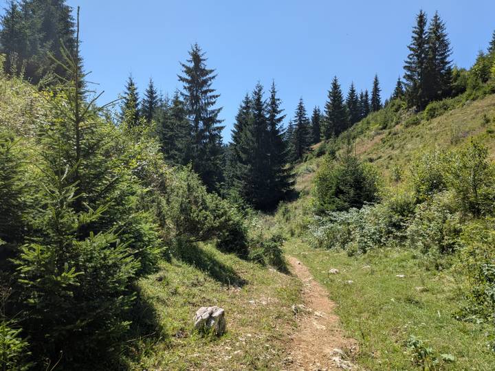 Narrow forest trail bordered by spruce trees and mixed vegetation under a clear blue sky.