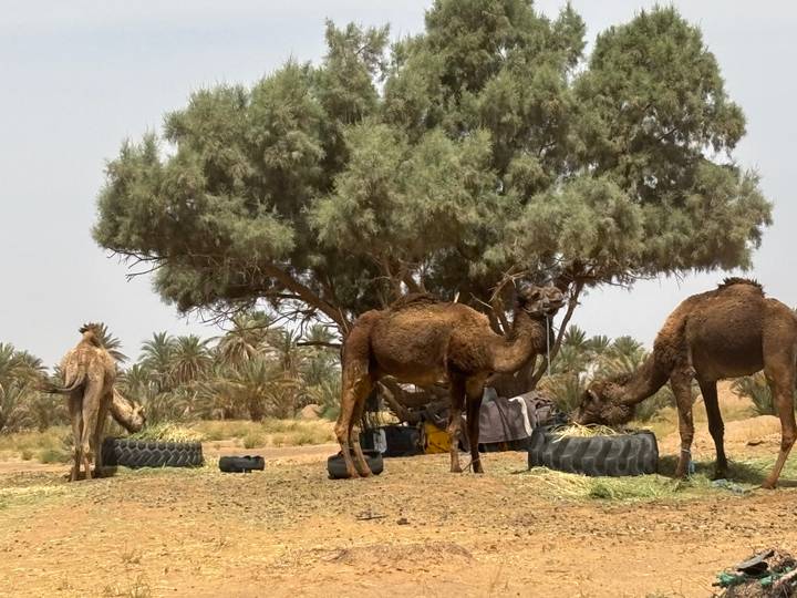 Three camels graze beneath a large tree in an oasis dotted with palms and tyres filled with fodder.
