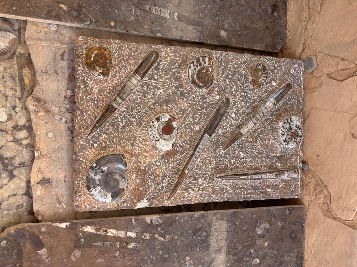 Stone slab featuring polished fossilised ammonites and orthoceras specimens on display.