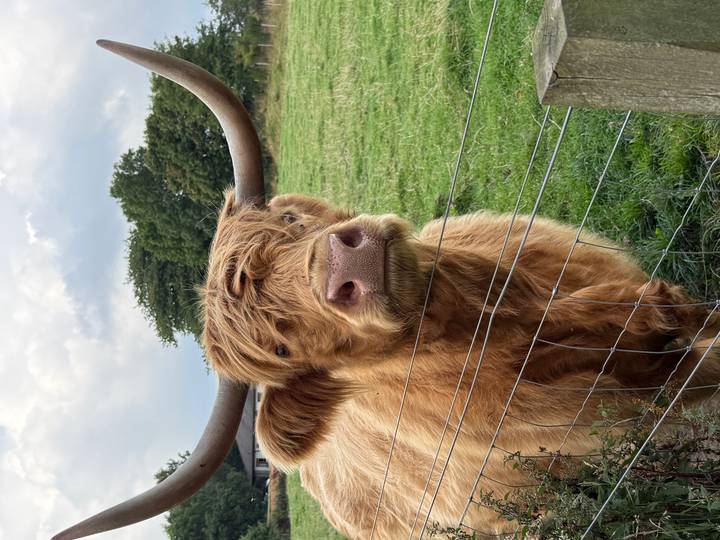 Close-up portrait of a shaggy Highland cow with curved horns standing behind a wire fence in a green pasture.