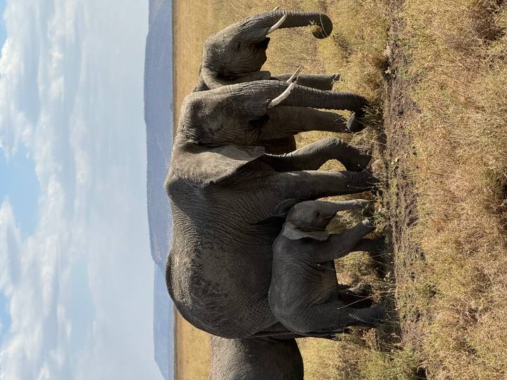 Mother elephant with calf and another adult walk through golden Serengeti grasslands.