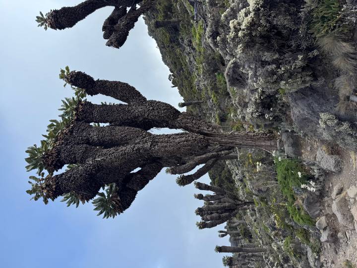 Giant dendrosenecio plants rise dramatically along a rocky alpine trail on Kilimanjaro.