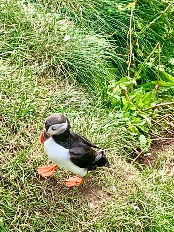 Close-up of an Atlantic puffin standing in tall green grass with its colorful beak in profile.