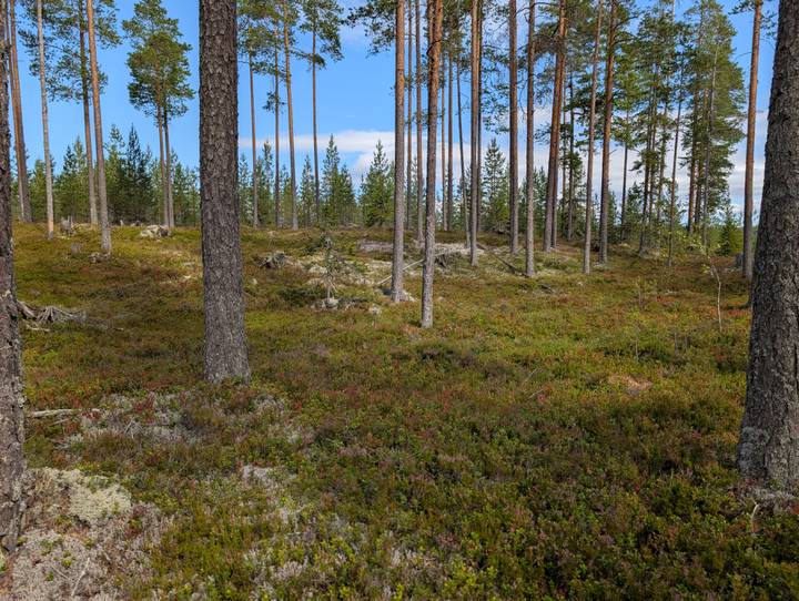 Quiet Scandinavian pine forest with mossy ground cover beneath a blue summer sky.