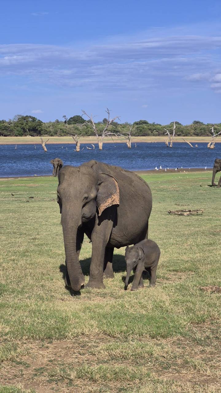 A mother elephant and calf graze beside a blue lake with hills and birds in the distance.