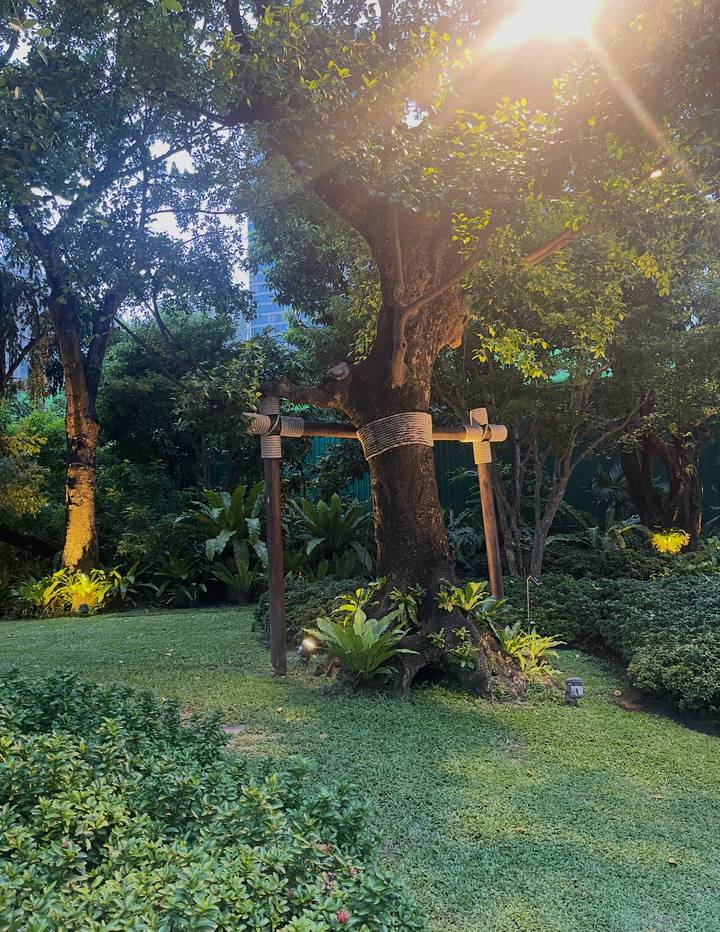 Illuminated garden tree braced with rope supports amid lush tropical plants at dusk.