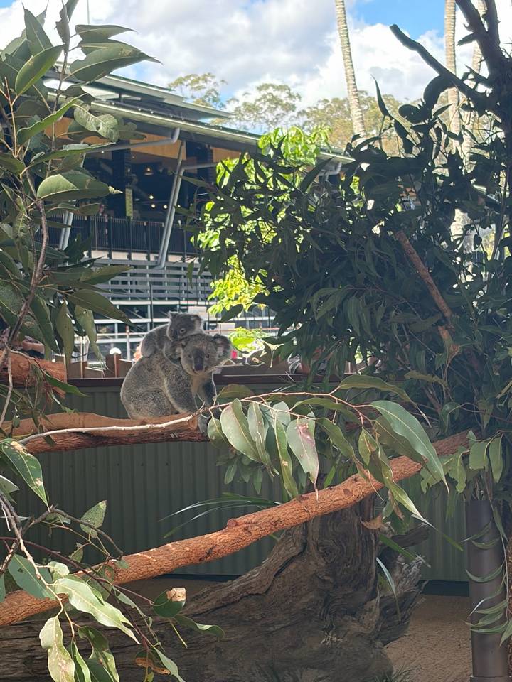 A koala mother with joey clings to a branch surrounded by leafy eucalyptus in a wildlife park.