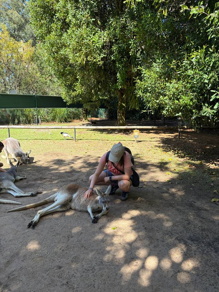 Traveler kneels to gently pet a relaxed kangaroo in a shaded wildlife sanctuary enclosure.