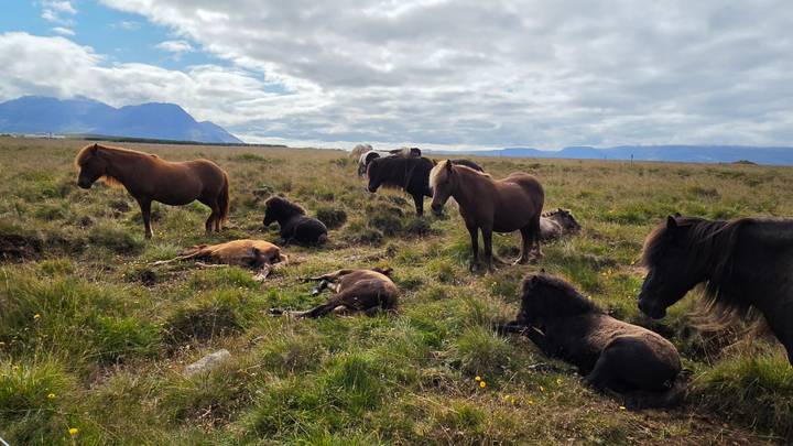 Group of Icelandic horses grazing and lying in an open meadow beneath cloudy skies.