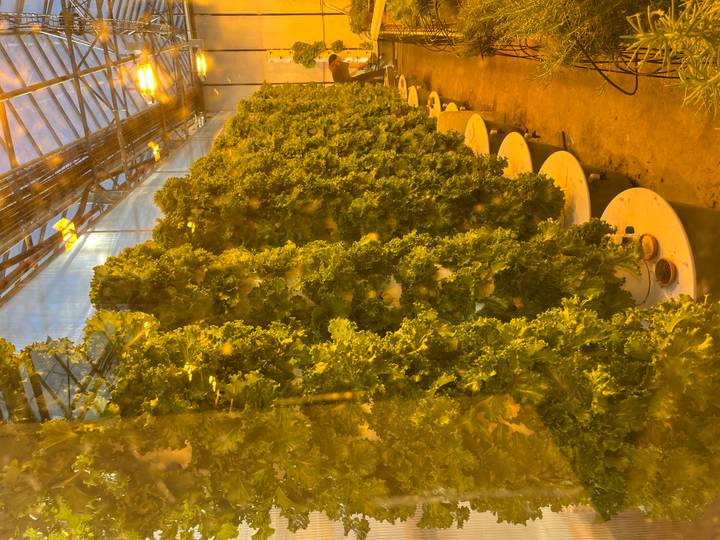 Rows of vertically grown lettuce inside a greenhouse with warm artificial lighting.