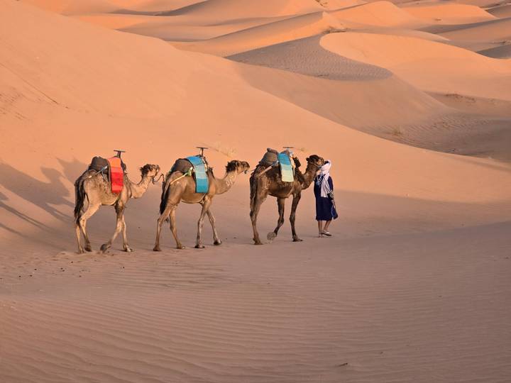A traveler in blue scarf stands with three saddled camels on the rippled sands of the Sahara at dawn.