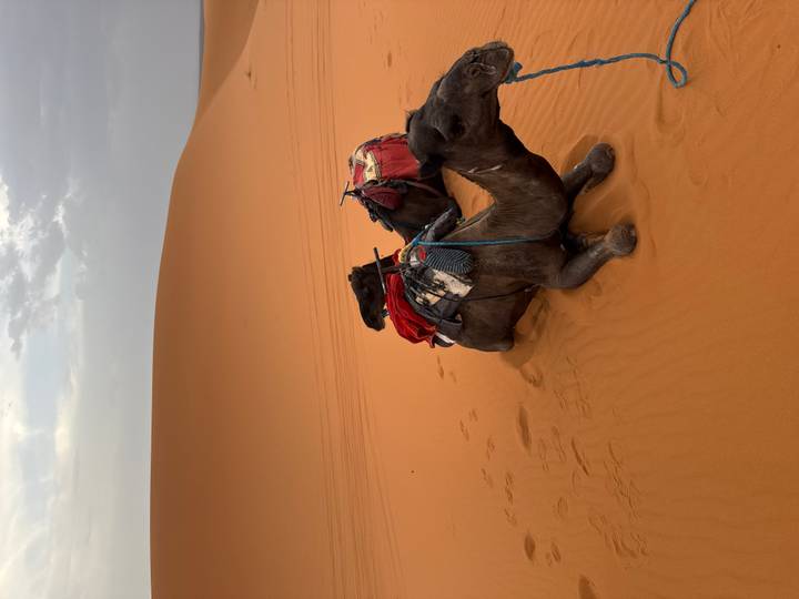 Two saddled camels rest on the orange sands of the Sahara beneath a wide open sky.