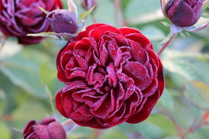 Macro close-up of a deep red rose covered in morning frost crystals.
