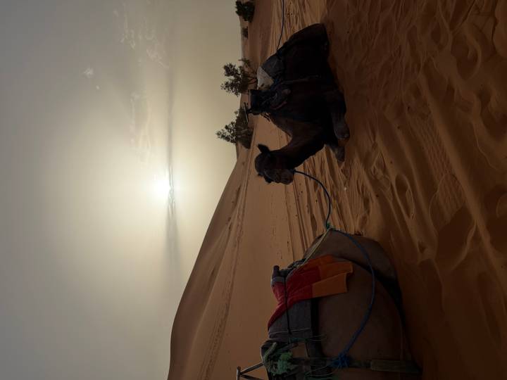 Camel resting on golden desert sand dunes at dusk with the sun low on the hazy horizon.