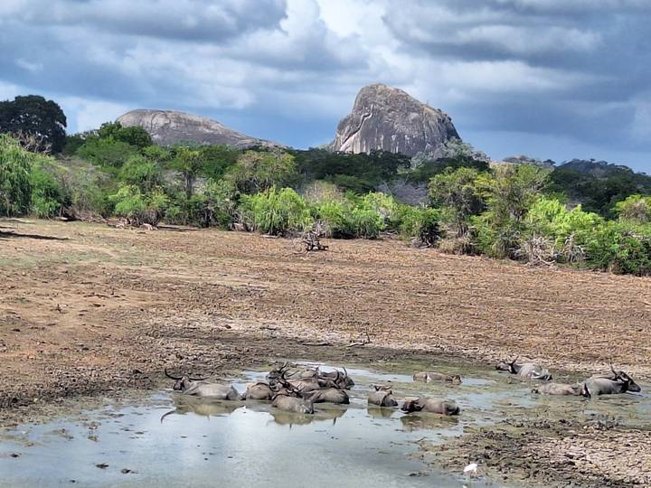 Herd of water buffalo wallowing in a muddy pool with rocky outcrops and shrubland under a cloudy sky.